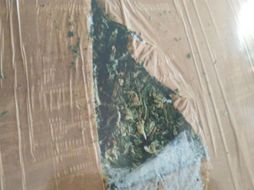 Lo asegurado es remitido ante el Fiscal Social de la Federación, en la subsede de Puerto Vallarta, Jalisco. ESPECIAL