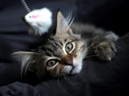 Fotogalería: Vidas de gatos en el mundo