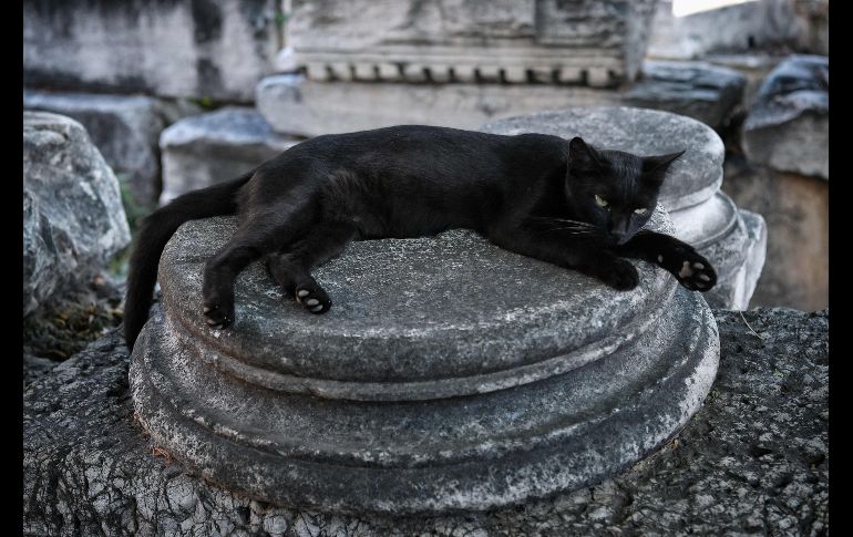 El Fondo Internacional para el Bienestar Animal (IFAW) conmemora el Día Internacional del Gato este 8 de agosto, aunque otras organizaciones lo celebran el 20 de febrero o el 29 de octubre. Un descanso en el sitio arqueológico de la Ágora romana de Atenas, Grecia. AFP/L. Gouliamaki
