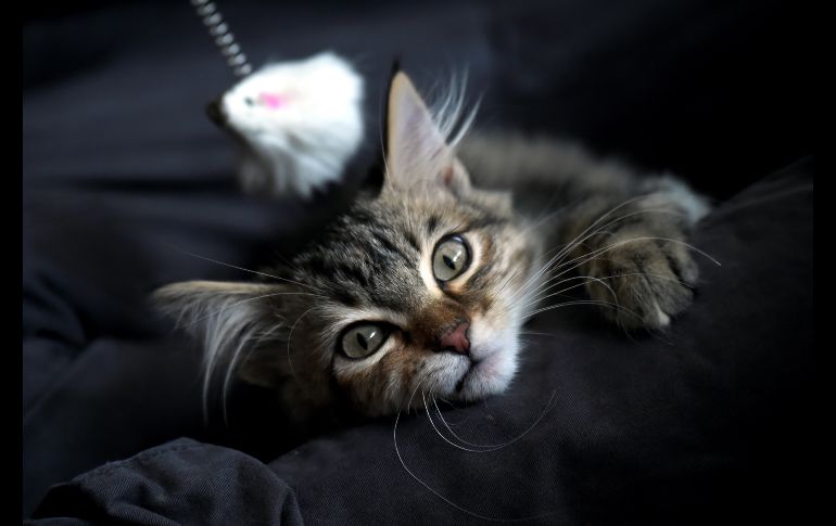 Un hombre juega con un gatito en una cafetería en Bogotá, Colombia. AFP/R. Arboleda