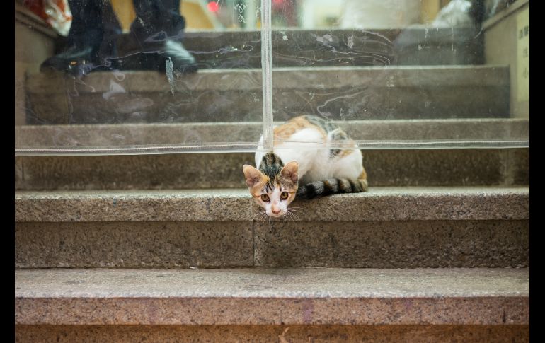 El IFAW promueve la fecha para llamar la atención sobre la necesidad de dar a estas mascotas los cuidados adecuados y mantenerlos a salvo. Un felino a la entrada de una tienda medicinal en Hong Kong. AFP/a. Wallace