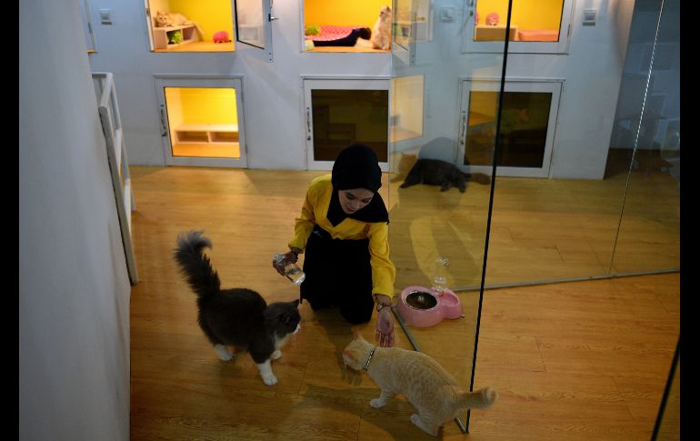 Una cuidadora de animales se ve en Catzonia, la primera cadena de hoteles cinco estrellas para gatos en Malasia, en una sucursal en Shah Alam. AFP/M. Vatsayayana