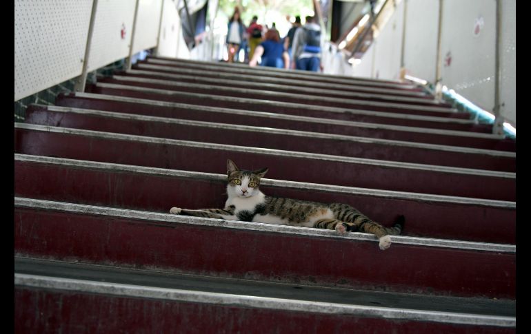 En unas escaleras del Pueblo de Gatos Houtong en Nuevo Taipéi. AFP/S. Yeh