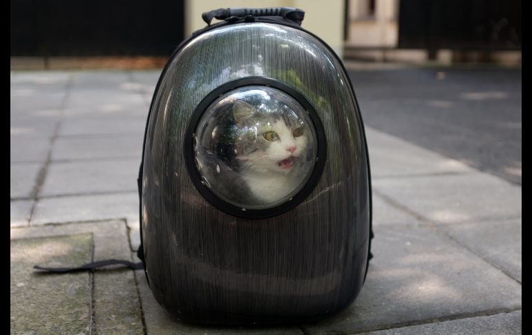 Una mascota aguarda a su dueño, quien fue a buscar un taxi en Shanghái, China. AFP/J. Eisele