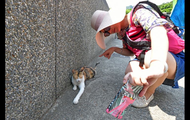 Una mujer se toma una selfie con un gato en Nuevo Taipéi. AFP/S. Yeh