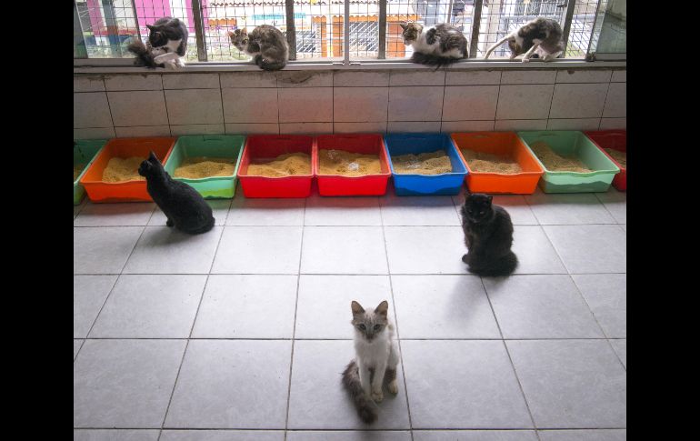 El refugio “Casita Gatuna” en Lima, Perú. En los últimos ocho años, María Torero ha albergado y cuidado a más de 200 ejemplares, la mayoría con leucemia felina. AFP/C. Bouroncle