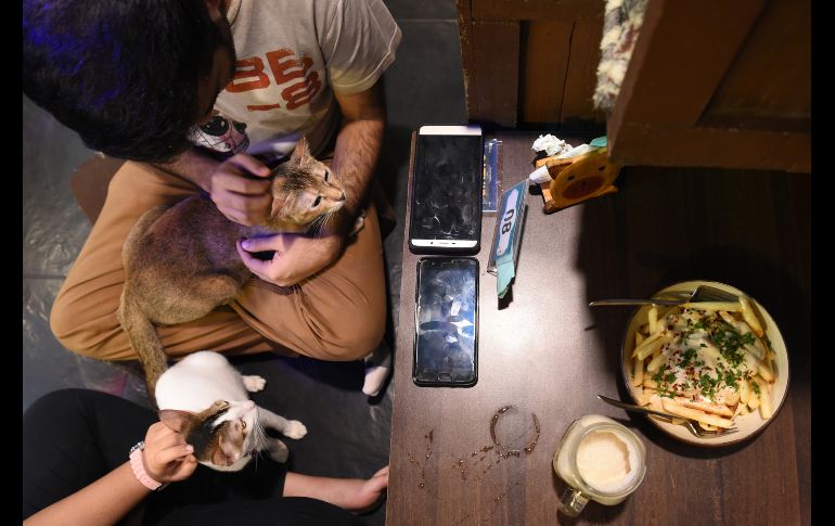 El Cat Cafe Studio en Bombay, India, alberga 40 félidos rescatados de las calles y disponibles para adopción. AFP/I. Mukherjee