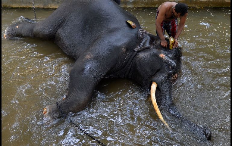 Un hombre lava a un elefante en Colombo, Sri Lanka. AFP/L. Wanniarachchi