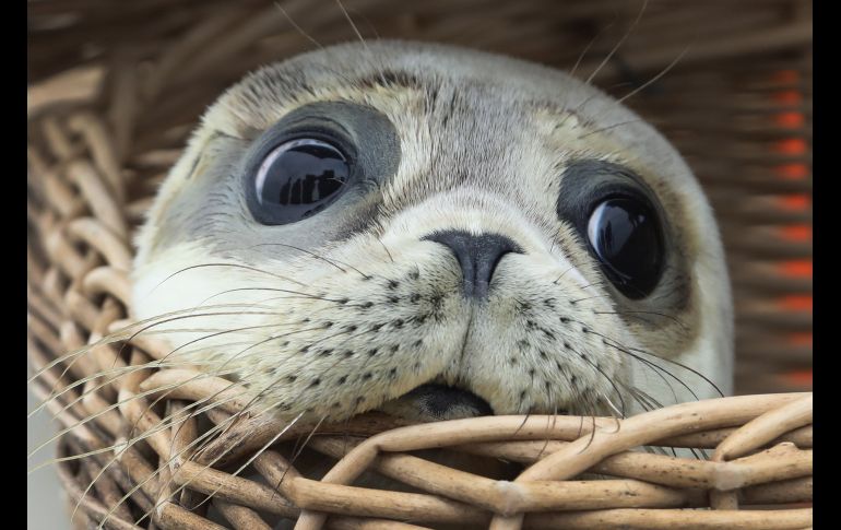 Una cría de foca sale de una cesta en el Mar del Norte, en la isla de Juist, Alemania. El Centro de Focas de Norddeich liberó alrededor de 160 crías que habían sido abandonadas por sus madres y cuidadas por los trabajadores del centro durante 50 días. EFE/F. Strangmann