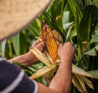 Preven Excelente Cosecha De Maiz En Jalisco Por Abundantes Lluvias