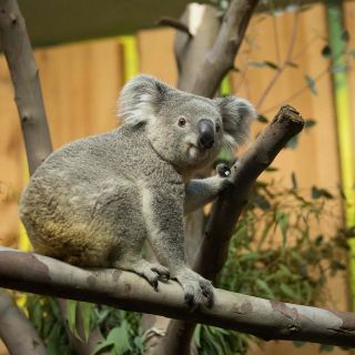 Un koala viaja a Escocia en un avión junto al resto de pasajeros
