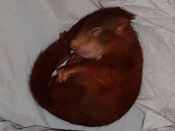 Los agentes quedaron encantados con el pequeño roedor y decidieron adoptarla como la mascota de la comisaría local. FACEBOOK / Polizei Karlsruhe