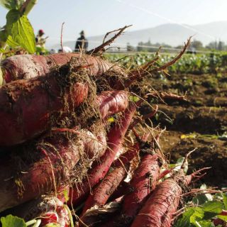 Productores logran certificado internacional para exportar