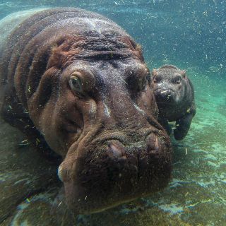 Turista chino muere atacado por hipopótamo en Kenia