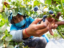 El titular de la Sagarpa aseguró que ayudar a los productores pequeños del campo mexicano será el reto en materia agroalimentaria para la próxima administración. EL INFORMADOR/ ARCHIVO