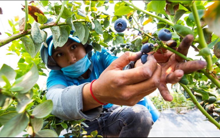 El titular de la Sagarpa aseguró que ayudar a los productores pequeños del campo mexicano será el reto en materia agroalimentaria para la próxima administración. EL INFORMADOR/ ARCHIVO