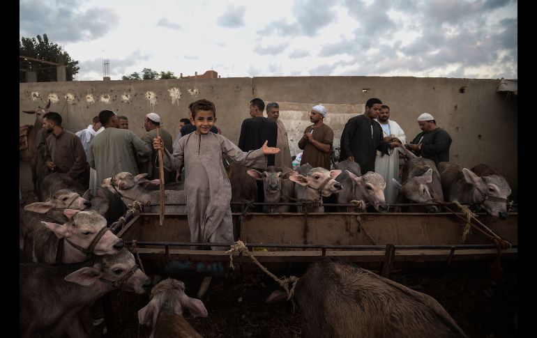 Un niño se ve en el mercado en Ashmun, Egipto, mientras productores venden ganado previo a la festividad musulmana de Eid al-Adha, cuando los fieles realizan el sacrificio de ovejas, cabras, vacas y camellos. AFP/M. El-Shahed
