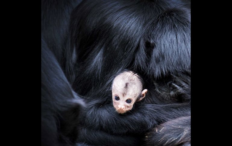 Una cría de mono araña se refugia en los brazos de su madre en el parque para primates Apenheul, en la población holandesa de Apeldoorn. EFE/ P. Van de Wouw