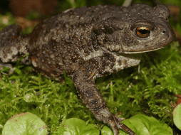 Los expertos continúan con sus investigaciones para que la sustancia obtenida del animal sea completamente exitosa. ESPECIAL