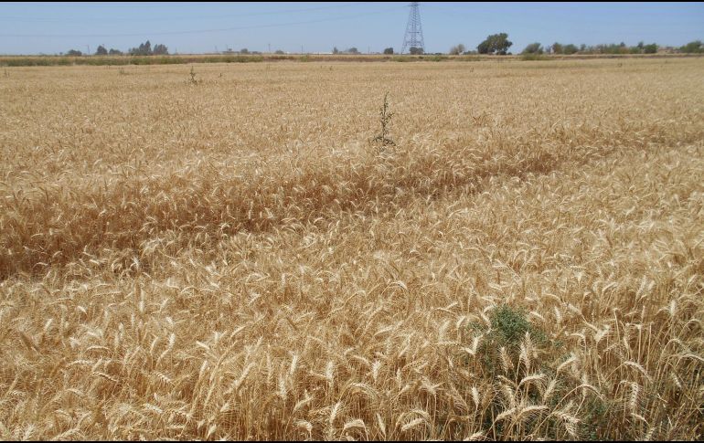 El tamaño y la complejidad del genoma del trigo es cinco veces mayor que el del genoma humano y 40 veces mayor que el del arroz. NTX/ESPECIAL