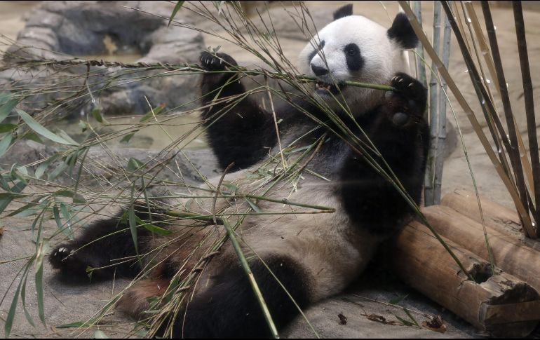 La función principal del recinto, además de la conservación del medio ambiente, será construir pasajes entre varios hábitats de pandas. EFE/ARCHIVO