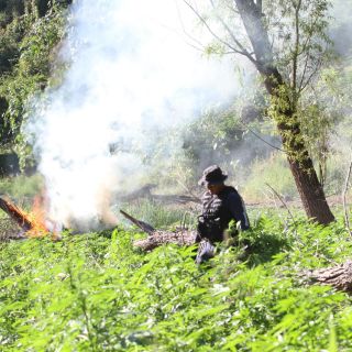 Destruyen más de 33 mil plantas de mariguana en Amatitán