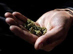  El documentó resaltó que la expectativa es que la creciente demanda de cannabis expandirá las ventas de la industria para superar los 500 millones de dólares en 2018. EL INFORMADOR/ ARCHIVO