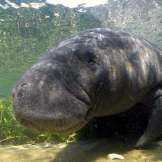 En lo que va de 2018, hay más manatíes muertos que en 2017 en Florida