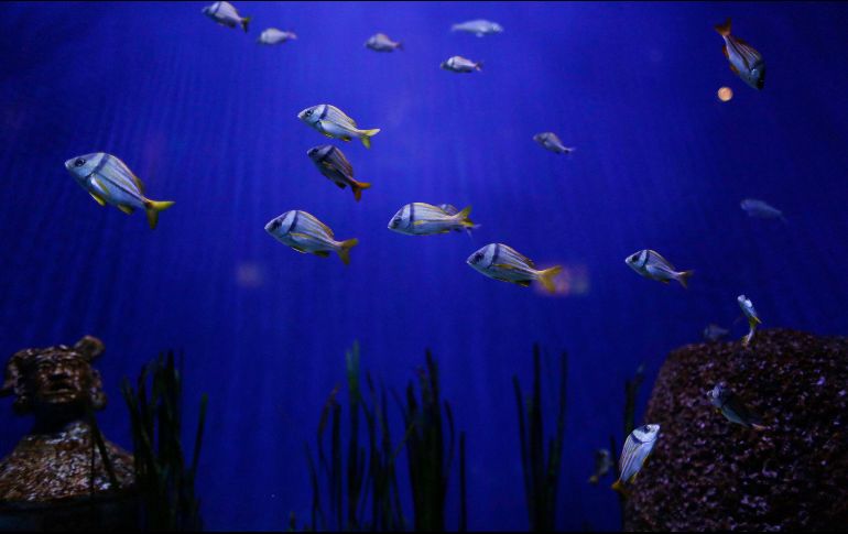 Advierten que los peces pequeños y el plancton pueden confundir los microplásticos de los lentes con alimentos. AP/ARCHIVO