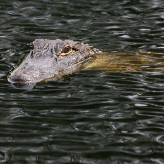 Caimán mata a una mujer en Carolina del Sur
