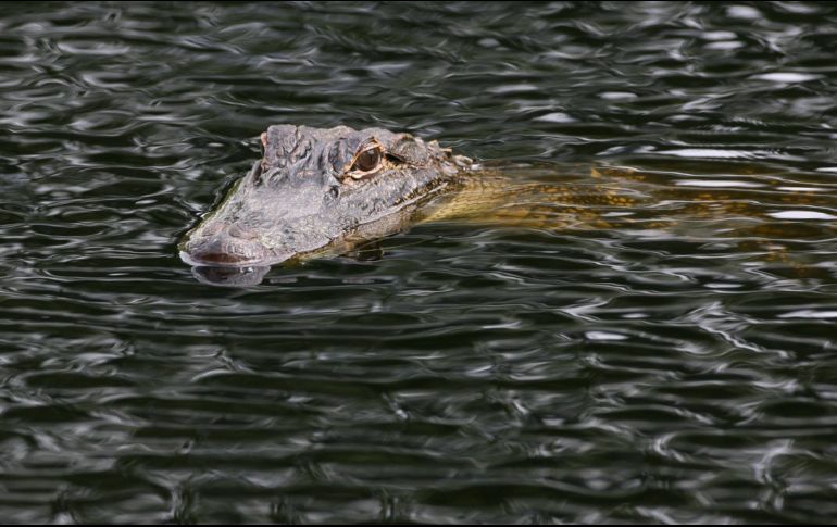 Informan que el caimán, de 2.5 metros, posteriormente fue localizado y sacrificado. AFP/ARCHIVO