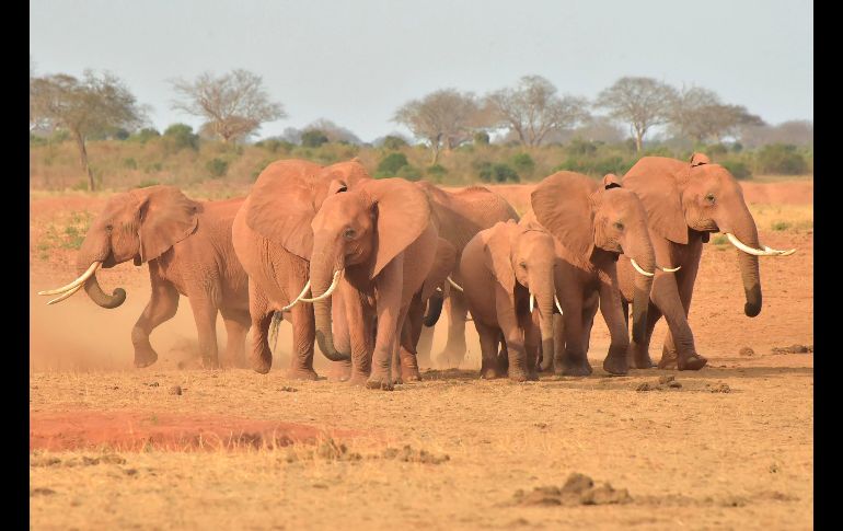 Elefantes se observan en el Parque Nacional Tsavo, en la ciudad keniana de Voi. AFP/S. Maina