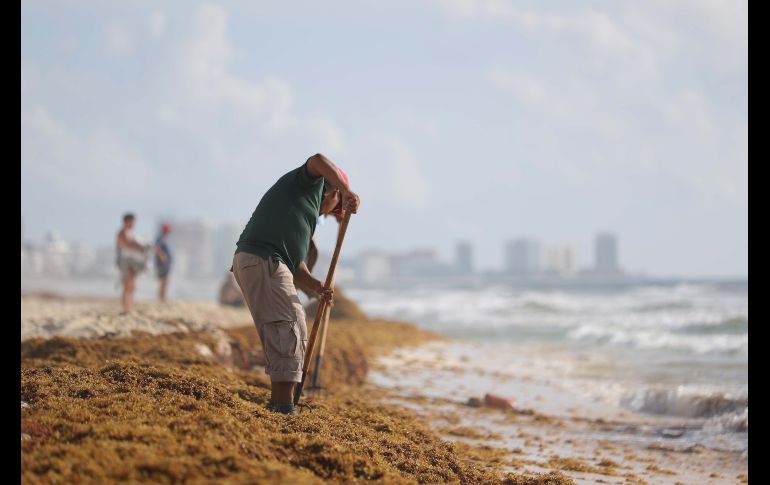Un empleado limpia de sargazo las playas en Cancún, Quintana Roo. EFE/A. Valdez