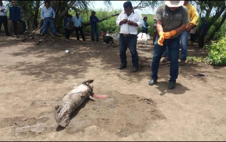 El cadáver de una cría de manatí macho, de 1.20 metros de longitud, fue encontrado en la Ranchería Cañaveralito, municipio de Centla, Tabasco. TWITTER / @PROFEPA_Mx