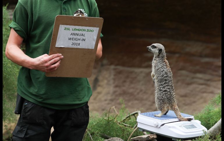 Un suricato se para en una báscula, en el marco del pesaje y medición anual de los animales del Zoológico de Londres, en Inglaterra.