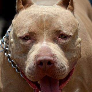 Mujer fallece tras ser atacada por un pitbull en Ohio