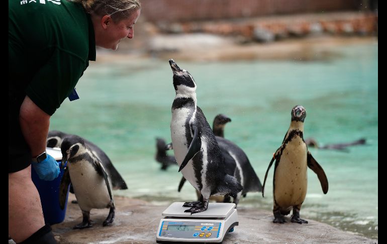 El turno de los pingüinos. El zoológico alberga a más de 19 mil animales de 800 especies.