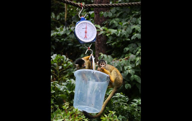 Dos primates saimiri son tentados con comida para dejarse pesar.