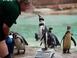 Fotogalería: Así se mide y pesa a los animales de un zoológico