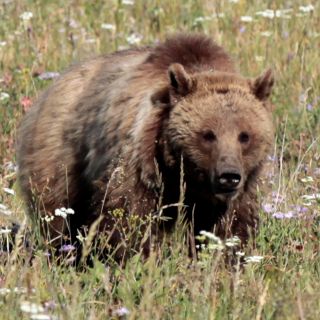 Oso ataca a niño de 10 años en parque de Yellowstone