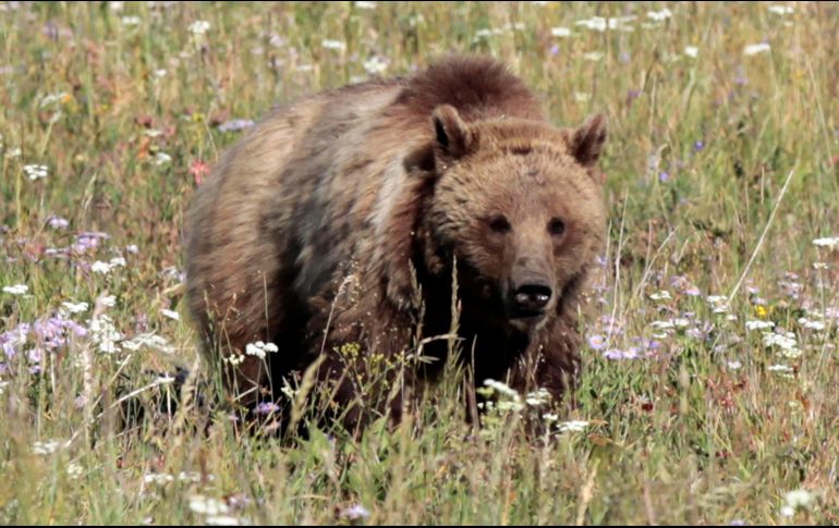 El parque alberga osos grizzly y negros, que resultan el pricipal atractivo para los visitantes. AFP