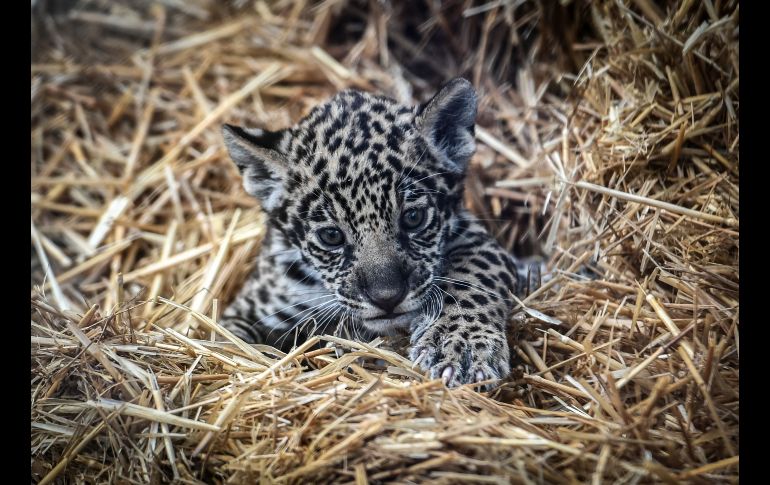 Un jaguar recién nacido se ve en los jardines del Zoológico de Vincennes en París, Francia. AFP/S. De Sakutin
