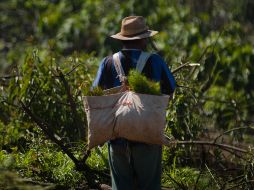 El grupo de inmigrantes partió la madrugada del pasado martes del municipio de Comitán abordo de una camioneta con destino a la Ciudad de México. NTX/ ARCHIVO