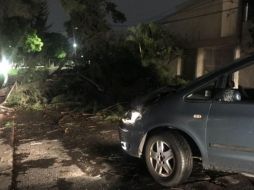 El árbol caído en la colonia Americana, en el cruce de Guadalupe Zuno y Bruselas, provoca daños a un auto Volkswagen Polo. ESPECIAL/ Bomberos de Guadalajara