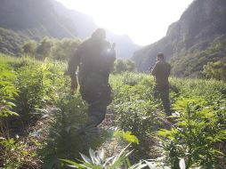 Autoridades federales y estatales incineraron 138 mil 600 plantas de mariguana de un metro 50 centímetros de altura. EL INFORMADOR / ARCHIVO