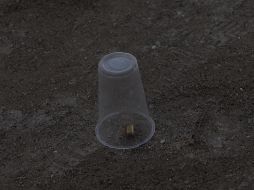 En Apaseo el Alto, seis hombres murieron en una balacera que ocurrió en las inmediaciones de un templo. EL INFORMADOR / ARCHIVO