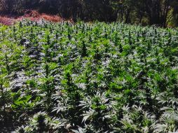 El hallazgo se realizó en las inmediaciones de la comunidad Mitlán. EL INFORMADOR/ARCHIVO