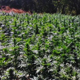 Destruyen invernadero rústico de mariguana en Tequila