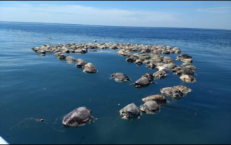 Tortugas sin vida flotan sobre las aguas del mar en Puerto Escondido. EFE/F. Simerman