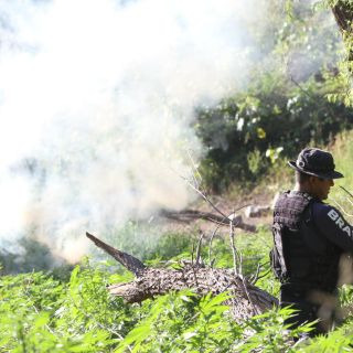 Incineran más de 216 mil plantas de mariguana en Tequila